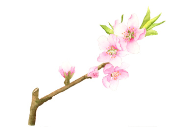 watercolor botanical illustration——peachblossom