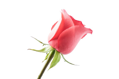 一朵粉玫瑰/情人节静物海报背景素材