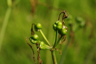 彼岸花的果实 彼岸花
