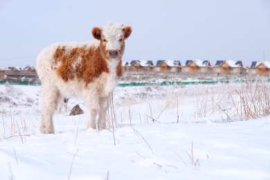 内蒙古呼伦贝尔 雪景 冬天 雪地 小牛 牛犊