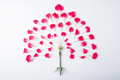 白背景上解剖的康乃馨