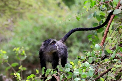青长尾猴 青长尾猴