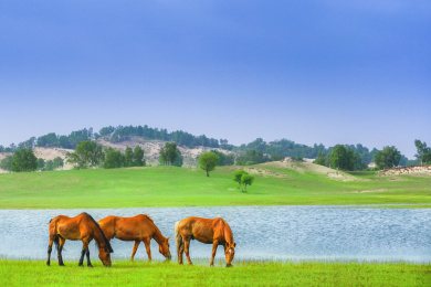 在河边吃草的马群 动物