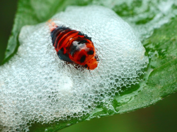 黑斑红沫蝉 蝉 沫蝉