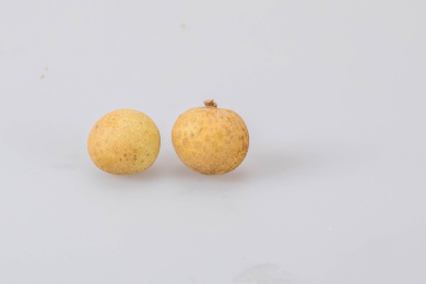 白色背景上的两颗龙眼