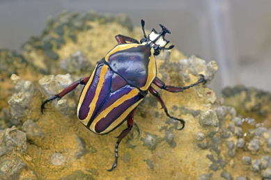白条紫金龟 昆虫 甲虫