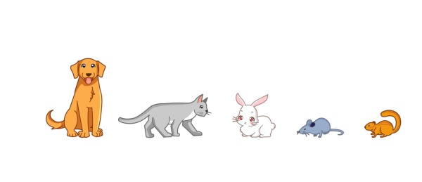 狗猫兔子老鼠松鼠