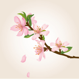 矢量桃花插画素材