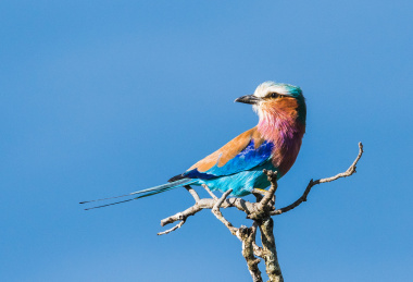 肯尼亚国鸟紫胸佛法僧