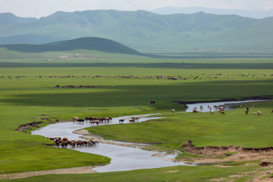 内蒙古草原上的牛群和马群