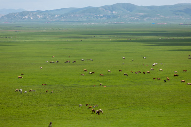 一望无际的草原上牛羊成群