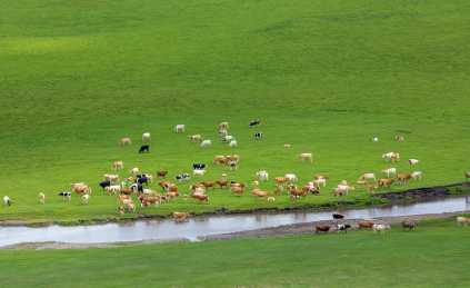 草原上的牛群 穿越河流