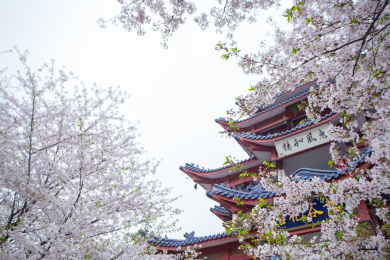 樱花