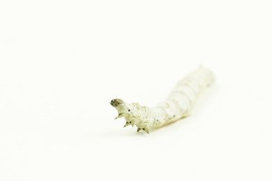 春天到了白色蚕宝宝开始长胖了