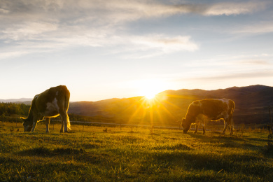 夕阳下的两只牛 黄牛