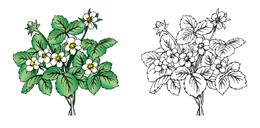 手绘草莓花 草莓花