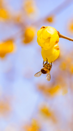 腊梅花上蜜蜂采蜜