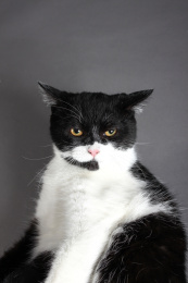 眯着眼睛的猫