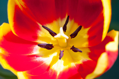 郁金香花花蕊特写 开花