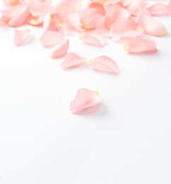 粉色的鲜花花瓣