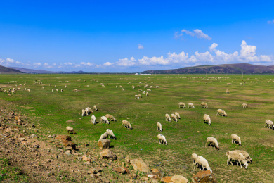 中国内蒙古锡林格勒盟乌拉盖大草原羊群