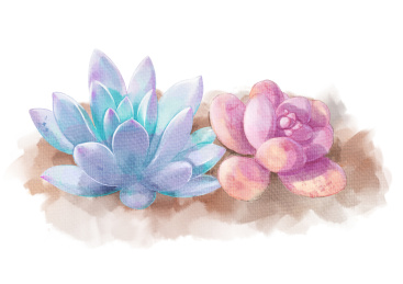 Watercolor succulents set. Hand drawn floral elements isolated on white background.