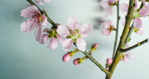 桃花