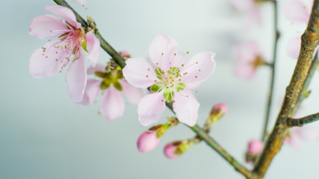 桃花