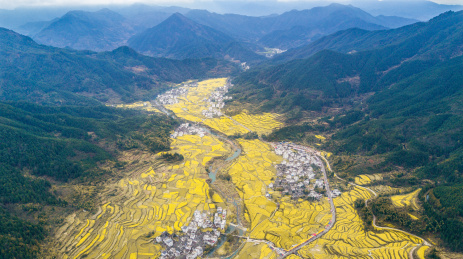 航拍婺源，村子里的油菜花
