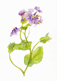 二月兰诸葛菜春天兰花水彩插画