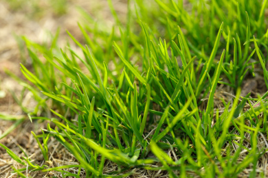 春天小草发芽 春天