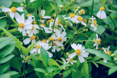 春天美丽的野花-白花鬼针草