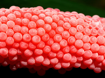 田螺的卵 田螺 卵