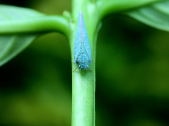 小青蛾蜡蝉 蝉 蜡蝉