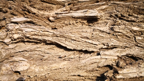 槐树皮 枯槐树 树皮