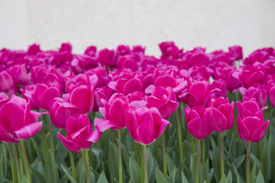 美丽盛开的玫红色郁金香