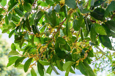 春天开花的银柴树 银柴树