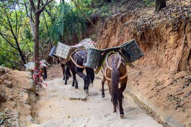 运输沙石的马队/高山运货的驮马