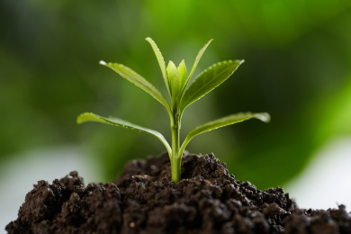 生长的树苗 树苗 禾苗