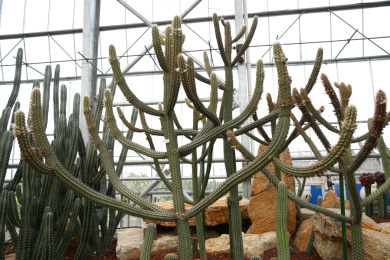 青衣柱 仙人掌 热带植物