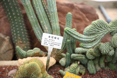 金冠缀化 仙人掌 多肉植物