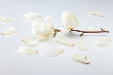 春天盛开的玉兰花