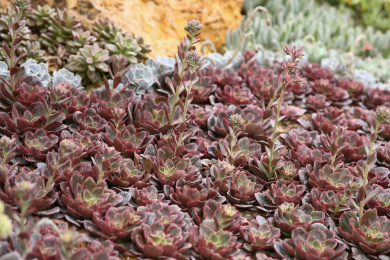 毛海星 多肉植物