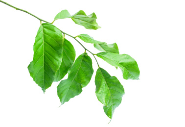 新鲜的黄皮果树枝,树叶/黄皮果海报背景素材