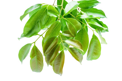 新鲜的荔枝树枝,树叶/荔枝海报背景素材