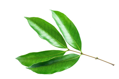 新鲜荔枝叶在白背景上/荔枝海报背景素材