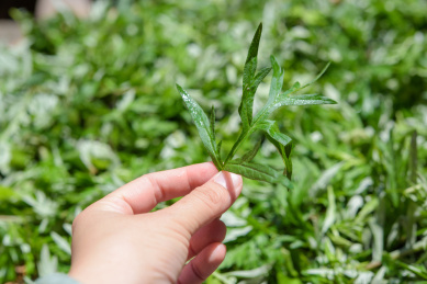 新鲜青艾特写 青艾