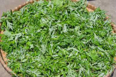 新鲜青艾特写 青艾