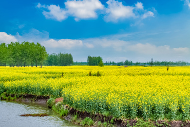 江苏省兴化市垛田油菜花自然生态景观