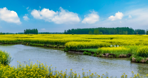 江苏省兴化市垛田油菜花自然生态景观